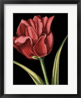 Vibrant Tulips IV Fine Art Print