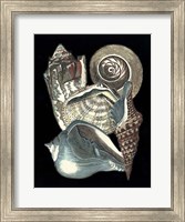 Seashell Anthology I Fine Art Print