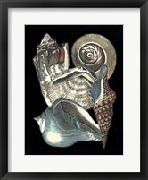Seashell Anthology I Fine Art Print