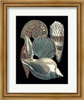 Seashell Anthology II Fine Art Print