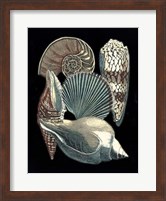 Seashell Anthology II Fine Art Print