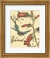 Hummingbird Reverie I Fine Art Print