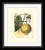 French Lemon Study I Framed Print