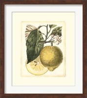 French Lemon Study I Fine Art Print