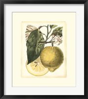 French Lemon Study I Fine Art Print