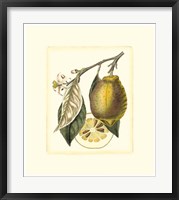 French Lemon Study II Fine Art Print