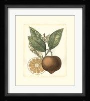 French Orange Study I Framed Print