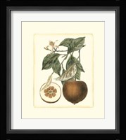 French Orange Study II Framed Print