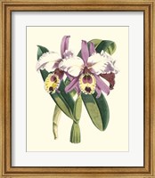 Magnificent Orchid I Fine Art Print