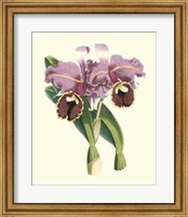 Magnificent Orchid II Fine Art Print