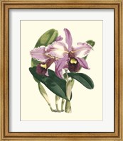 Magnificent Orchid III Fine Art Print