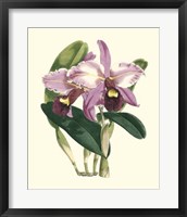 Magnificent Orchid III Fine Art Print