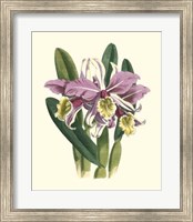 Magnificent Orchid IV Fine Art Print