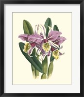 Magnificent Orchid IV Fine Art Print