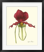 Majestic Orchid I Fine Art Print