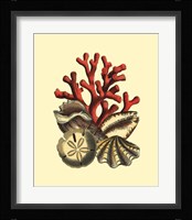 Coral Medley II Framed Print
