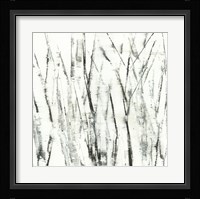 Birches I Fine Art Print