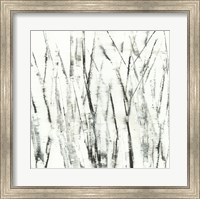 Birches I Fine Art Print