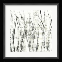 Birches II Fine Art Print