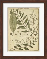 Antique Ferns I Fine Art Print