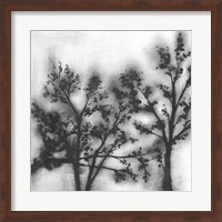 Silvery Trees II Fine Art Print