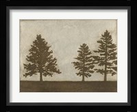 Silver Pine I Framed Print