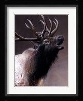 American Icon- Elk Fine Art Print