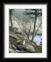Cougar Fine Art Print