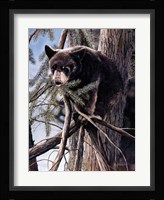 Out on a Limb Fine Art Print