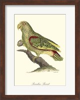 Paradise Parrot Fine Art Print