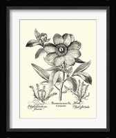 Black and White Besler Peony I Fine Art Print
