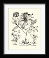 Black and White Besler Peony II Fine Art Print