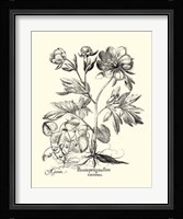 Black and White Besler Peony III Fine Art Print