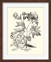 Black and White Besler Peony III Fine Art Print