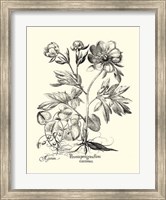 Black and White Besler Peony III Fine Art Print