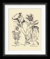 Black and White Besler Peony IV Fine Art Print