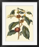 Foliage, Flowers & Fruit II Fine Art Print