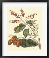 Foliage, Flowers & Fruit III Fine Art Print