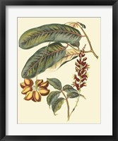 Foliage, Flowers & Fruit IV Fine Art Print