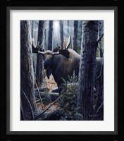 King of the Northwoods Fine Art Print