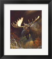 Moose Portrait Fine Art Print