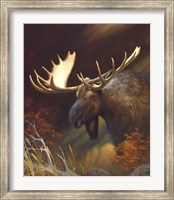 Moose Portrait Fine Art Print