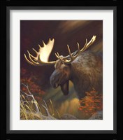 Moose Portrait Fine Art Print