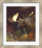 Moose Portrait Fine Art Print