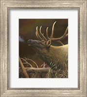 Elk Portrait I Fine Art Print