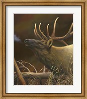 Elk Portrait I Fine Art Print