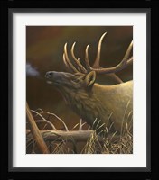 Elk Portrait I Fine Art Print
