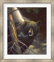 Bear Portrait Fine Art Print