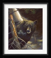 Bear Portrait Fine Art Print