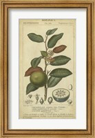 Exotic Botanica III Fine Art Print